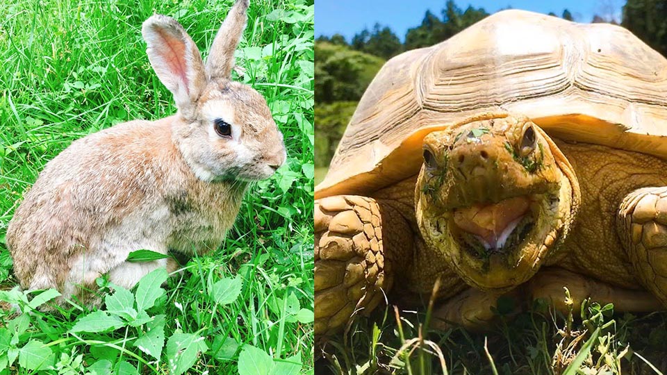 ふれあい体験広場