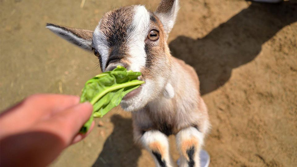 ふれあい体験広場